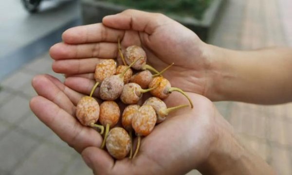 汇盈配资 街头掉落的银杏果能吃吗？相关部门提醒：绿化树木涉及病虫害防治会使用农药，不建议食用